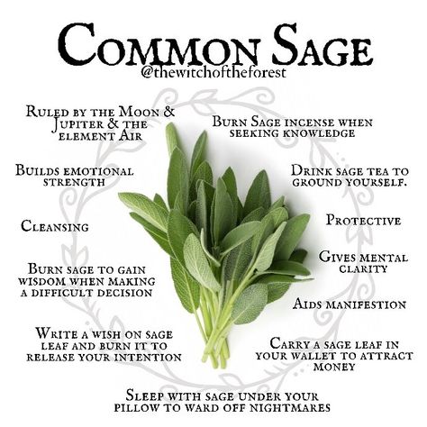 Witch Forest, Garden Sage, Modern Day Witch, Sage Herb, Sage Tea, Magickal Herbs, Sage Plant, Witch Herbs, Magic Herbs