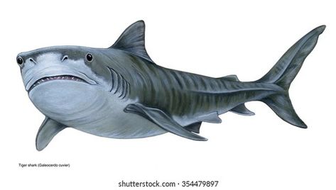 realistic illustration of tiger shark (Galeocerdo cuvier) Shark Mouth Open, Shark Illustration, Shark Silhouette, Funny Tiger, Shark Mouth, Shark Jaws, Realistic Illustration, Kayak Boats, Shark Art