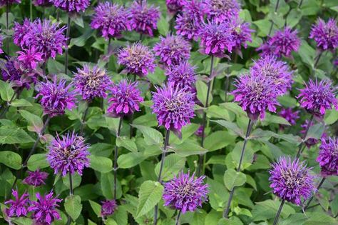 Tips on Growing and Caring for Bee Balm Plants - Garden Lovers Club Purple Bee Balm, Bee Balm Plant, Lilac Varieties, Garden Goddess, Garden Problems, Beautiful Pink Flowers, Bee Balm, Garden Bulbs, Pollinator Garden