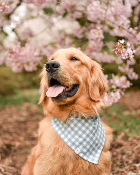 Spring Dog Photoshoot, Dog Easter, Easter Photoshoot, Dog Photoshoot, Stay Golden, Spring Photos, Pet Photography, Golden Retrievers, Happy Wednesday