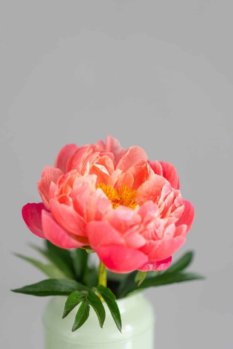 Coral Charm peony: A vibrant peachy variety Coral Charm Peonies, Peony Coral Charm, Peony Flower Photography, Hospital Flowers, Peony Photography, Flower In A Vase, Botanical Pictures, Coral Wedding Themes, Orange Peony