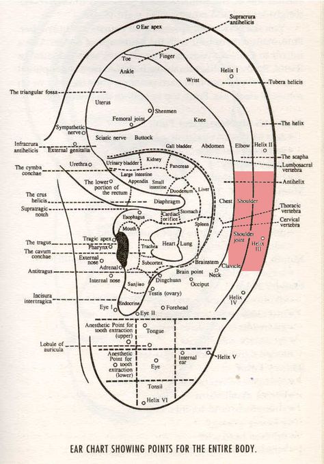 Ear nurves Ear Seeds Placement Chart, Auricular Therapy, Auricular Acupuncture, Acupuncture Points Chart, Physio Therapy, Hyperemesis Gravidarum, Ear Reflexology, Ear Acupuncture, Ear Seeds