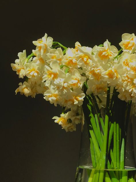 Daffodil Flower Aesthetic, Daffodil Aesthetic, Daffodils Aesthetic, Daffodil Photography, Daffodil Bouquet, Yellow Bouquets, Photo Frame Wallpaper, Happy Birthday Template, No Rain No Flowers