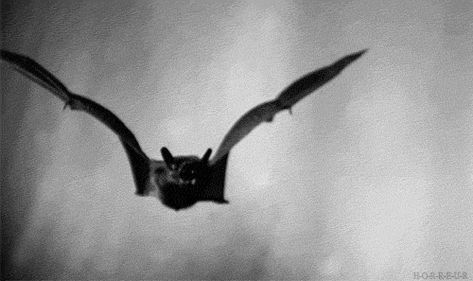 flying, bat, dark, night, black, predator, soaring Bat Gif, Bat Video, Bat Gif Pixel, Dragon Animation, Bats Dark Aesthetic, Bat Flying Animation, Bat Like Monster, Bat Flying Gif, Fly Gif