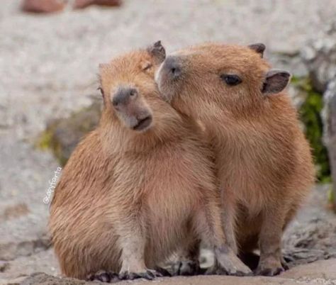 kiss : capybara Capybara Skateboard, Capybara Pet, Baby Capybara, Silly Animals, Cute Animal Photos, Animal Tshirt, Rodents, Cute Creatures, Cute Little Animals