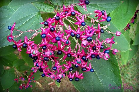 Harlequin Glorybower | Flickr - Photo Sharing! Harlequin Glorybower, Plant Palette, Dragon Fruit Plant, Florida Plants, Berry Plants, Garden Items, Dragon Fruit, Navy Color, Red Peppercorn