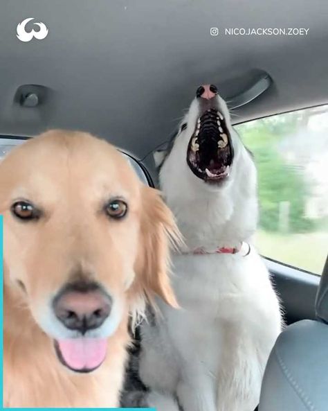 Dramatic Husky Dog Starts Screaming In Car During Road Trip | The patience and calmness the golden retriever has, I wish I had...🤣 | By Woof Woof Golden Retriever Funny Videos, Wholesome Animals, Cameron Hair, Dog Funnies, Funny Dog Jokes, Giant Dog Breeds, Golden Retriever Funny, Dog Jokes, Animal Antics