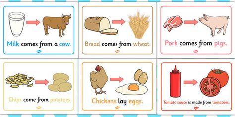 Where Does Food Come From Display Posters - food, display Plants Kindergarten, Kids Dental Health, Plants Worksheets, Fair Pictures, Classroom Preparation, School Age Activities, Display Posters, Farm Unit, Marker Crafts