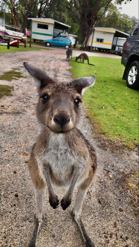 #kangaroo #closeupphotography #cutie #animals #animallovers #wallpaper Animal Types, Australia Wallpaper, Kangaroo Baby, Baby Kangaroo, Australia Kangaroo, Wild Animals Photography, Bambi Disney, Australia Animals, Animals Photography