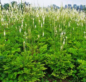 Actaea racemosa Full shade. Summer blossons. Largish... Tall Perennial Flowers, Fairy Candles, Shade Garden Plants, Woodland Plants, Restless Legs, Flower Spike, Charming Garden, Fragrant Flowers, Flowers Perennials