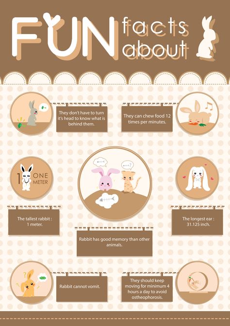 Infographic : FUN Facts About Rabbit ^^ Rabbit Infographic, Bunny Information, Facts About Bunnies, America Revolution, Facts About Rabbits, Rabbit Cafe, Bunny Care Tips, Charity Marketing, Rabbit Facts