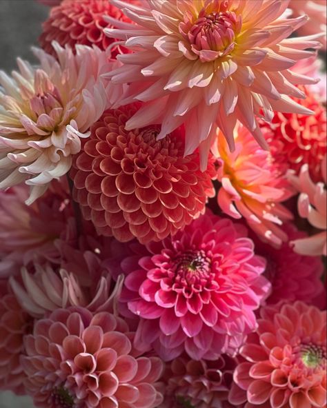 Perfectly Pretty Shades Of Pink | This are our Hot Pink Dahlias from this season ❤️‍🔥❤️‍🔥❤️‍🔥 It’s no surprise that pink is among the most popular colour for garden displays, either. #dahliaseason #dahliagarden #dahlialove #dahliaaddict #dalijas #georgina #dālijaszied #dalijusezona Pink Dahlia Bouquet, Dahlia Aesthetic, Florist Life, Pretty Shades Of Pink, Dalia Flower, Garden Displays, Pink Bouquets, Pink Dahlias, Flower Board