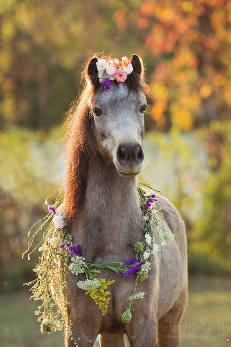 ❤️ Horses ❤️   Flowers Horse With Flowers, The Grass, A Horse, Flower Crown, A Flower, Wreath, Crown, Flowers, Hair