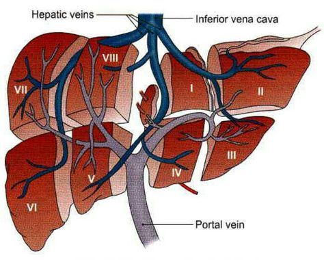 Segments of the liver Exocrine Gland, Medical Sonography, Diagnostic Medical Sonography, Radiology Tech, Body Organs, The Liver, Radiology, Ultrasound, Anatomy