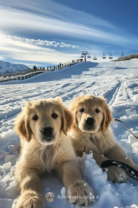 Embrace the chill with these fluffy golden buddies! ❄️🐕 Twin golden retrievers are here to steal your heart with their snowy snoots and frosty fur. Set against a serene ski lift backdrop, these pups are the epitome of winter wonderland whimsy. Get your daily dose of #GoldenRetriever love and #SnowPup playtime right here. Whether you're into #SkiSeason or #PuppyCuddles, these snow angels are a double dose of delight! 🎿💖 #GoldenPups #WinterWoofs #DogLoversParadise Golden Retriever Winter, Puppy Winter, Puppy Cuddles, Really Cute Puppies, Animals Amazing, Cute Animals Puppies, Very Cute Dogs