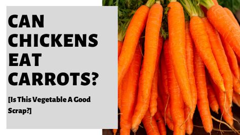 Can Chickens Eat Carrots? Discover if carrots are healthy for chickens, how many carrots can chickens eat, and how to feed carrots to your birds #chickens #chickenkeeping #chickenowner #backyardchickens #hens #backyardhens #chooks Chicken Owner, Raw Carrots, Chicken Eating, Cooked Carrots, Canned Chicken, Eating Raw, Chickens Backyard, Carrots, Chicken