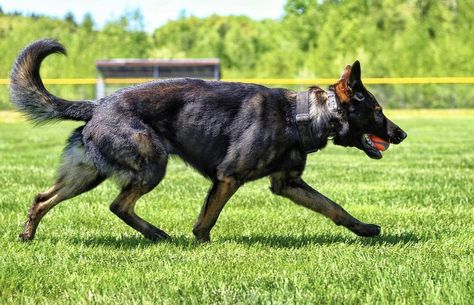 Fit German Shepherd, Working Dog Photography, Working German Shepherd, Conditioned Dogs, Working Line German Shepherd, German Shepherd Photography, Baby German Shepherds, Rip Dog, Dog Design Art