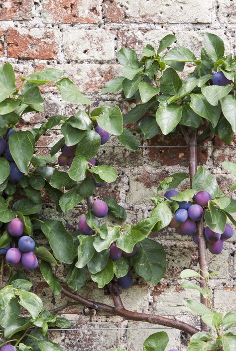 Espalier Fruit Trees, Patio Fruit Trees, Plum Trees, Herb Garden Pots, Lavender Laundry, Creative Planter, Plum Tree, Veg Garden, Best Fruits