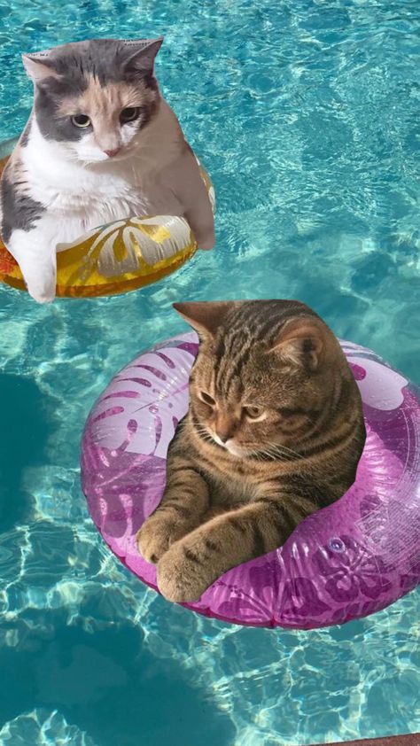 #poolparty #pool #water #cats #aesthetic #cutecore #cute #cat Cat At Beach Aesthetic, Summer Cat Wallpaper, Summer Cat Aesthetic, Angry Cat Videos, Cat Photography Ideas, Cat In Water, Pool Wallpaper, Summer Cats, Swimming Cats