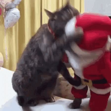 Ninja Cats, Santa Cat, 웃긴 사진, Funny Cat Videos, Cat Care, Funny Animal Pictures, Cat Gif, 귀여운 동물, Crazy Cats