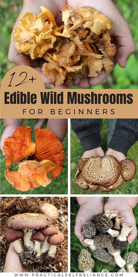 13+ Edible Wild Mushrooms for Beginners Edible Wild Mushrooms Identification, Eatable Mushrooms Wild, Forging For Mushrooms, Pacific Northwest Mushrooms, Mushroom Types Edible, Pnw Mushroom Foraging, Edible Mushrooms Identification, Wild Mushrooms Recipes, Edible Plants Survival