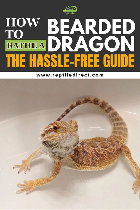 A guide cover image with a bearded dragon in a shallow bath. The text reads 'How to Bathe a Bearded Dragon: The Hassle-Free Guide' with the website 'reptiledirect.com' at the bottom Reptile Care, Dragon Garden, Healthy Pets, Bearded Dragon, Happy Healthy, Free Guide, Bath Time, Pet Care, Step By Step