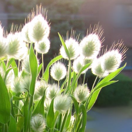 Bunny Tails Lagurus Ovatus, Ornamental Grass, Bunny Tails, Grasses Garden, Moon Garden, Have Inspiration, Grass Seed, White Gardens, Ornamental Grasses