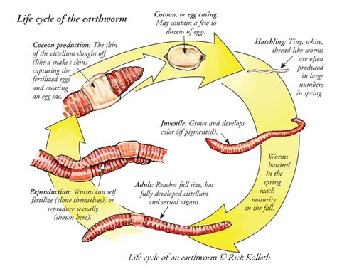 Life cycle of an earthworm | Earthworm Society of Britain Earthworm Activities For Kids, Worm Life Cycle, Life Cycle Of A Worm, Earth Worm Drawing, Earthworm Farm, Worm Unit Study, Earthworm Dissection, Environmental Studies, Substitute Teaching