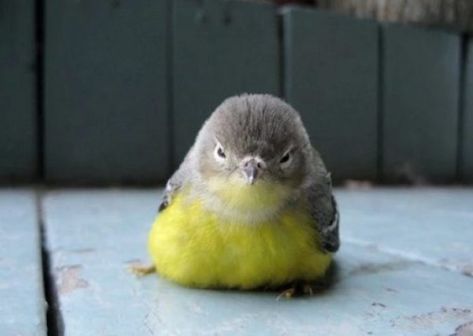 Funny Animal Memes, Cute Birds, Animal Memes, Cuteness Overload, 귀여운 동물, Bones Funny, Beautiful Birds, Funny Cute, Pet Birds