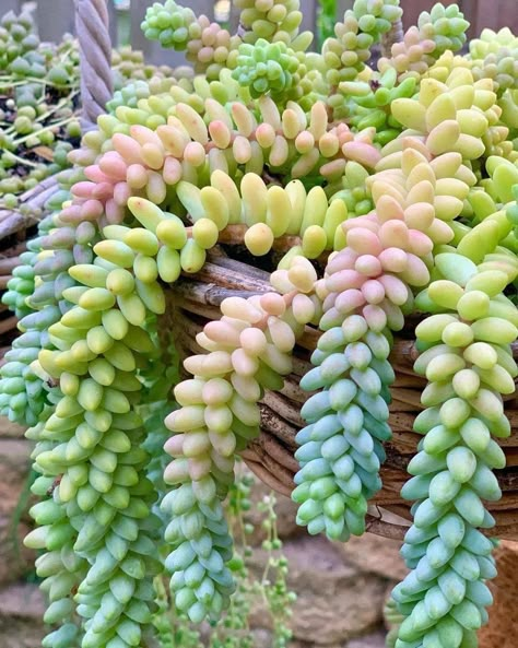 Rainbow Succulent, Indoor Succulents, Garden Succulents, Succulent Garden Diy, Balcony Plants, Colorful Succulents, Inside Plants, Tiny Plants, Succulent Gardening