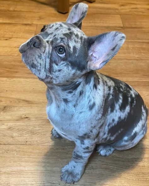 Frenchie Bulldog Puppy, Brindle French Bulldog, Grey French Bulldog, Merle French Bulldog, Bat Ears, French Bulldog Breed, Bichon Dog, Cute Dogs Images, Dog Mommy