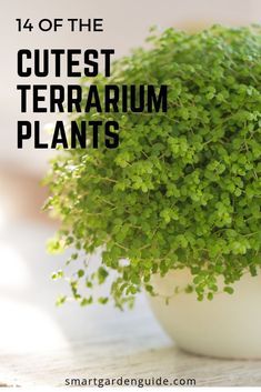 Terrarium Care, Best Terrarium Plants, Closed Terrarium Plants, Indoor Gardening Supplies, Closed Terrarium, Beautiful Terrariums, Mini Terrarium, Smart Garden, Moss Garden