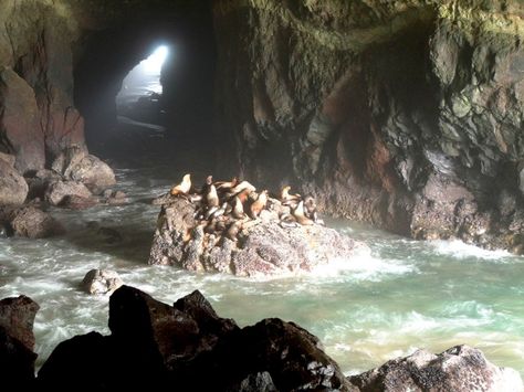 Oregon Sea Lion Caves - Pitstops for Kids Oregon Caves, Florence Oregon, Visit Oregon, Oregon Vacation, Sea Cave, Oregon Road Trip, The Oregon Trail, Oregon Washington, Oregon Trail