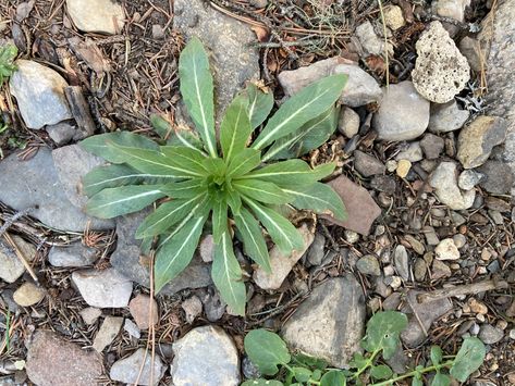 Evening Primrose (aka Oenothera biennis) - Backyard Forager Oenothera Biennis, Biennial Plants, Raw Potato, Pretty Garden, Evening Primrose, Paradise On Earth, Garden Flower, Spring Is Coming, Crossed Fingers