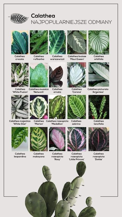 Plant Leaf Identification, Calathea Varieties, Tanaman Air, Plant Goals, Calathea Plant, Inside Plants, Plant Guide, Plant Identification, House Plants Decor