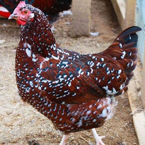 Chicken Colors, Sussex Chicken, Best Egg Laying Chickens, Egg Laying Chickens, Fancy Chickens, Beautiful Chickens, Keeping Chickens, Building A Chicken Coop, Backyard Chicken Coops