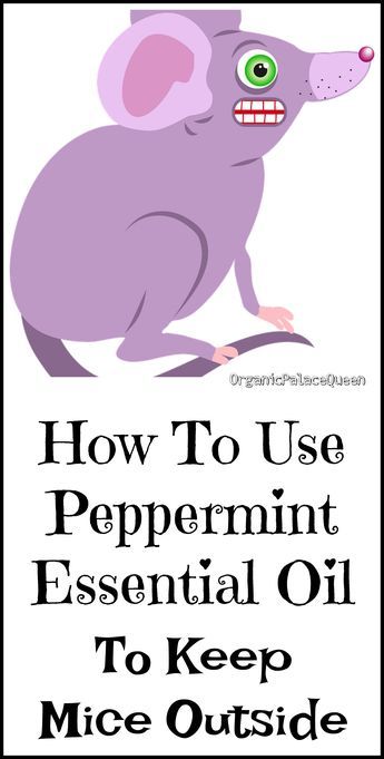 Mouse Deterant, Car Camping Ideas, Peppermint Oil For Mice, Diy Mice Repellent, Mouse Deterrent, Mouse Poison, How To Deter Mice, Peppermint Spray, Rodent Repellent