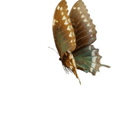 Butterfly Gif Png, Butterfly Animation, Fly Gif, Gif Transparent, Video Overlay, Different Types Of Aesthetics, Butterfly Gif, Fairies Flying, Glitter Gif