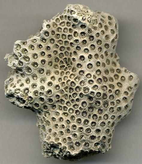 a fossil specimen of the scleractinian coral Solenastrea hyades (Dana, 1846), showing nicely radiating septa in each corallite; from the Lower Pleistocene Croatan Formation of eastern North Carolina, USA; photo by James St. John Eastern North Carolina, Cnidaria, Fossil Hunting, Rocks And Fossils, Dinosaur Fossils, Love Rocks, Fossil Coral, Prehistoric Animals, Rocks And Gems