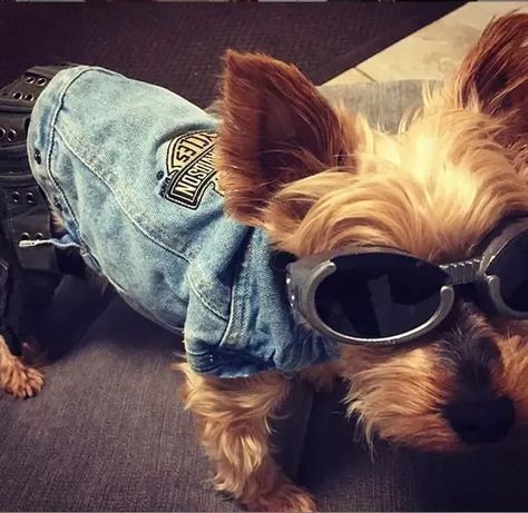 Halloween is too close now!😱😱😱 So you have to make your final choice of the costume for your Yorkie! Do not waste time. Yorkie Halloween Costumes, Harley Davidson Dog, Costumes For Halloween, Yorkshire Terriers, Good Ideas, Waste Time, Halloween 2019, Exotic Pets, Pet Names