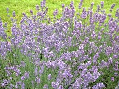 Lavender Munstead Munstead Lavender, Drought Tolerant Perennials, Sun Perennials, English Lavender, Fragrant Plant, Survival Gardening, Lavandula Angustifolia, Drought Tolerant Plants, Perennial Plants