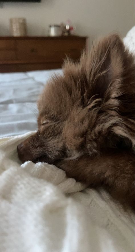 Chocolate Pomeranian puppy Chocolate Pomeranian, Brown Pomeranian, Dream Reality, Pomeranian Puppy, Chocolate Color, Instagram Story, Cute Animals, Puppies, Pet