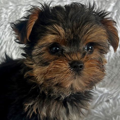 Yorkie Puppies for Sale in Southern Florida by Heavenly Puppies Yorkies Puppies, Yorkie Puppies For Adoption, Yorkshire Puppies, Teacup Yorkie For Sale, Yorkie Puppies For Sale, Yorkshire Terrier Teacup, Yorkies For Sale, Southern Florida, Teacup Yorkie Puppy