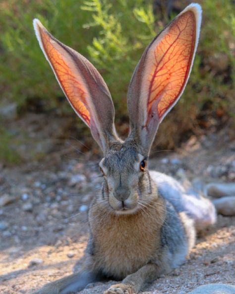 Antelope Jackrabbit (Lepus alleni) - Least Concern Macan Tutul, Jack Rabbit, Wildlife Nature, Animal Wallpaper, Animal Planet, Animal Photo, Nature Animals, Beautiful Creatures, Animal Kingdom