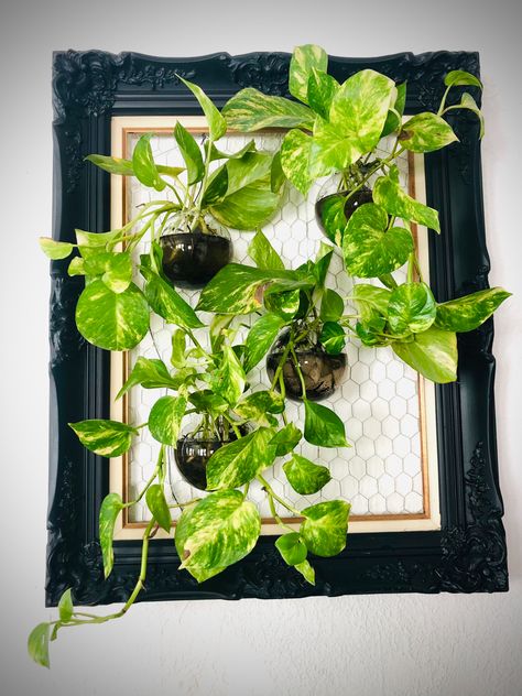 Picture Frame With Plants, Propagating Wall Ideas, Picture Frame Planter Diy, Picture Frame Plant Wall, Pothos Display, Plants In Frames, Plant In Frame, Plant Frame Wall Decor, Plant Picture Frame