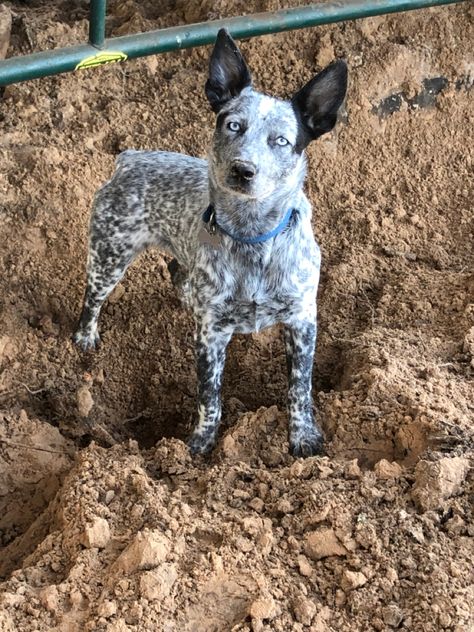 Blue eyed Australian Stumpy Tail Cattle Dog puppy. #boiadeiroaustralianodecaudachata #australianstumpytailcattledog #blueheeler #redheeler #blueeyes #blueeyed #blueeyeddog #dog #cãodepastoreio #herdingdog Cattle Dog Puppy, Heeler Puppy, Red Heelers, Heeler Puppies, Blue Heelers, Red Heeler, Cattle Dogs, Australian Cattle Dogs, Farm Lifestyle