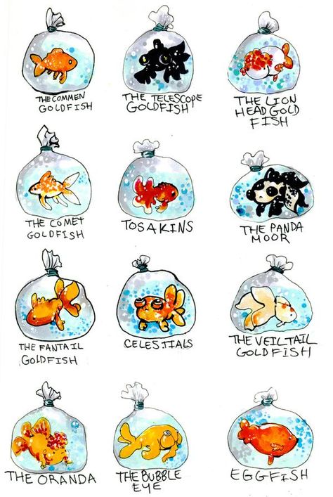 Types Of Goldfish, Goldfish Breeding, Fish Names, Goldfish Types, Goldfish Art, Goldfish Tank, Goldfish Pond, Cool Fish, Carpe Koi