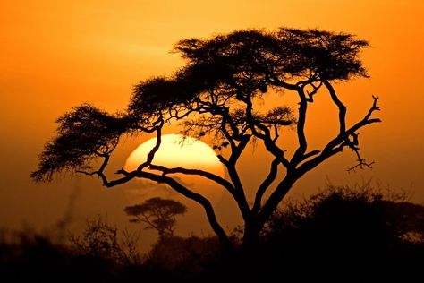 African Sunset Photo by YARON SCHMID — National Geographic Your Shot Sunset Art Painting, Africa Sunset, Big Cat Tattoo, African Tree, Animal Sleeve Tattoo, African Tattoo, African Sunset, African Paintings, African Art Paintings