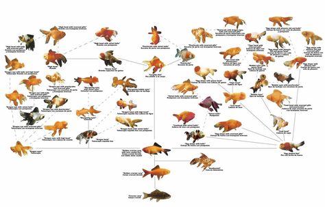 Fantail Goldfish : Photo Goldfish Species, Shubunkin Goldfish, Goldfish Breeding, Goldfish Types, Goldfish Tattoo, Oranda Goldfish, Fantail Goldfish, Goldfish Aquarium, Pet Goldfish