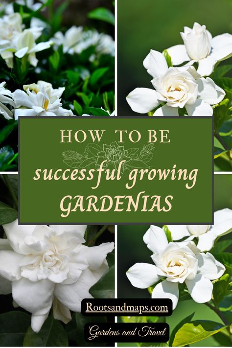 Success growing Gardenias is not difficult. The Gardenia is a plant that perfectly makes the case for the idea of “right plant-right place” that we have been taught for so long! We do need to plant the gardenias where they grow best. The Gardenia has simple but specific requirements and if we can meet them we will succeed.  Here are the key requirements of the gardenia. Missing these steps are the errors most likely to cause disappointment. Gardenia On Trellis, Gardenia Plant Care, Gardenia Indoor, Growing Gardenias, Gardenia Bush, Gardenia Garden, Gardenia Plant, Fall Borders, Plant Help